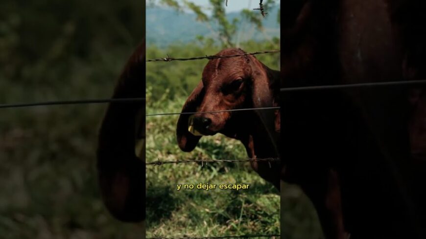 , drone audiovisivo,Producción Comercial 🔥 Departamento de Caldas #drone