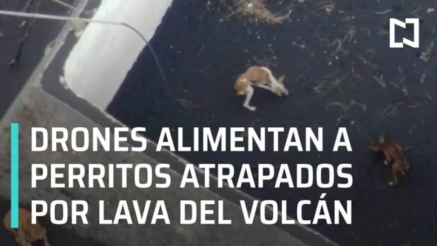 , compañía de producción de drones,Drones alimentan a perros atrapados por lava del volcán Cumbre Vieja – Las Noticias