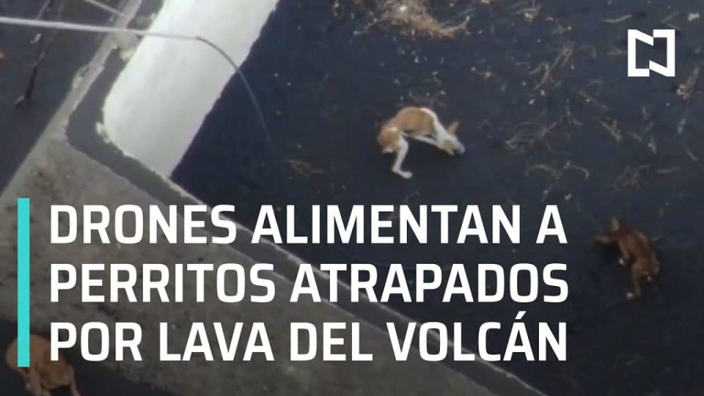 Drones alimentan a perros atrapados por lava del volcán Cumbre Vieja – Las Noticias
