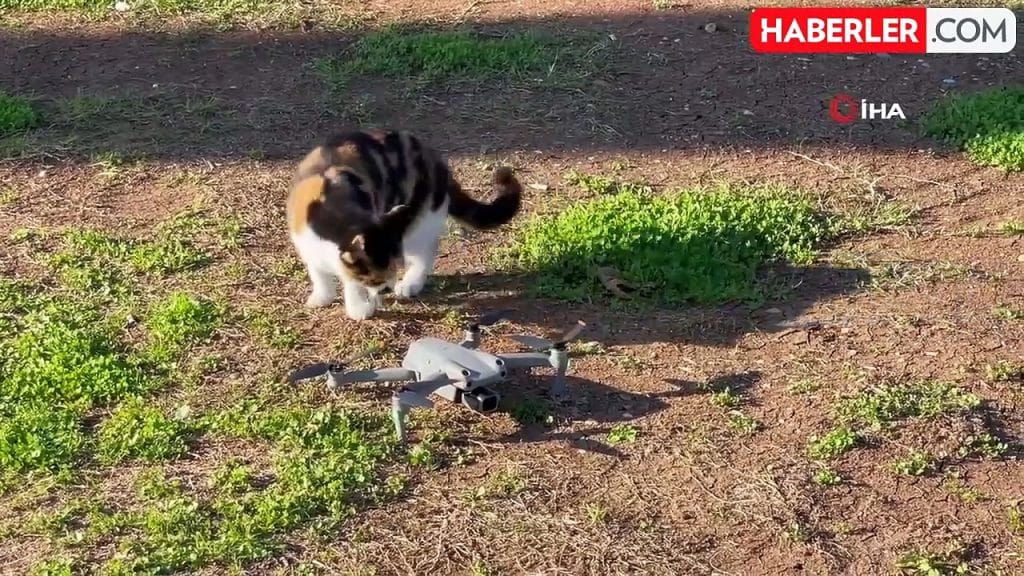 Le jeu du chat avec le drone m'a fait sourire