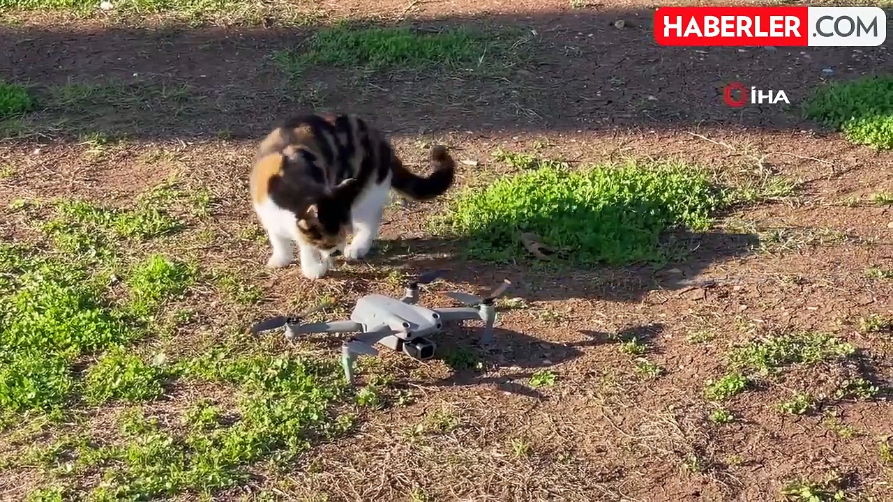 Dailymotion Kedinin dron ile oyunu gülümsetti